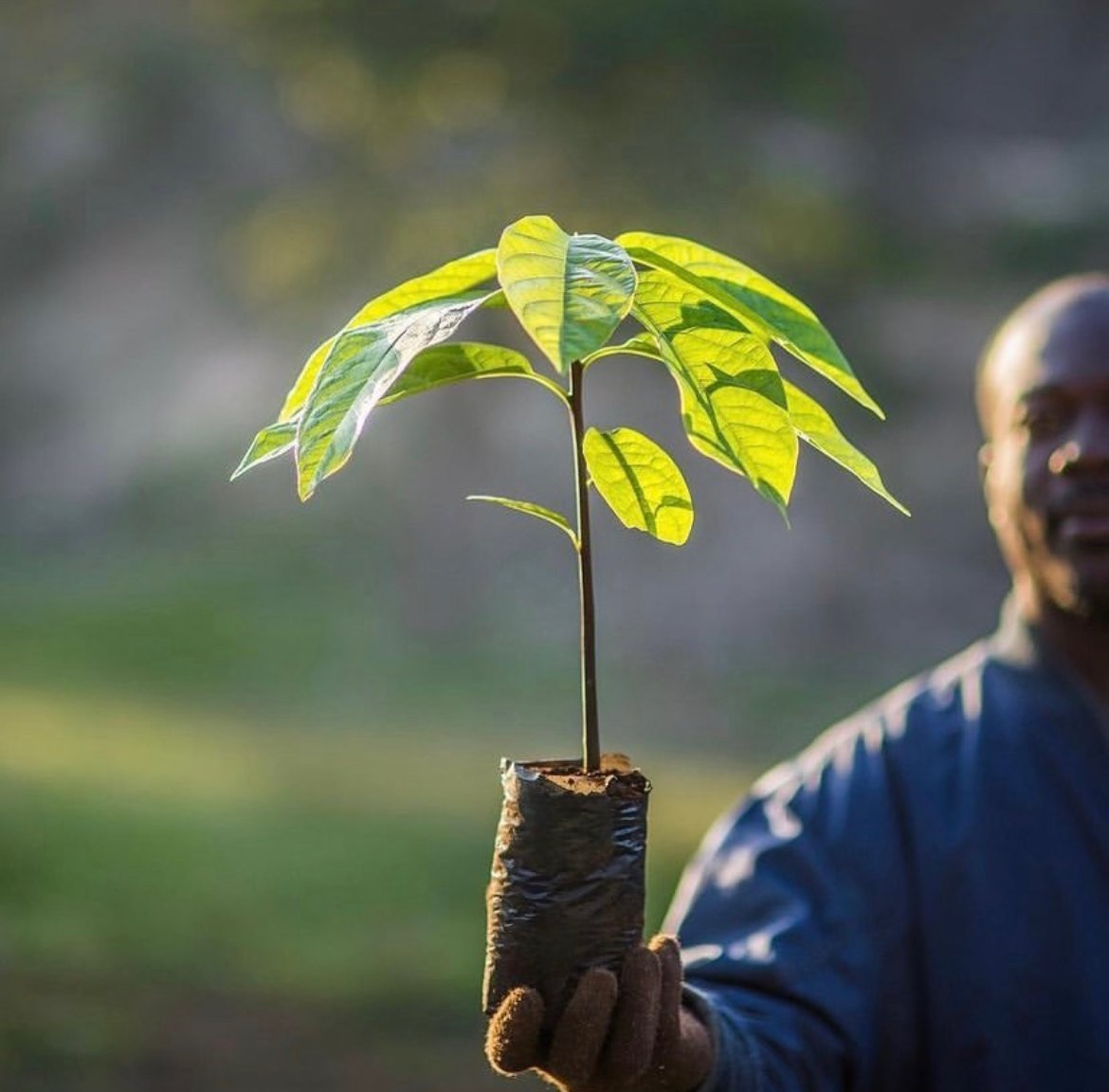 Young tree being held, ready to be planted in reforestation area to fight global climate change and help communities and natural habitats flourish.