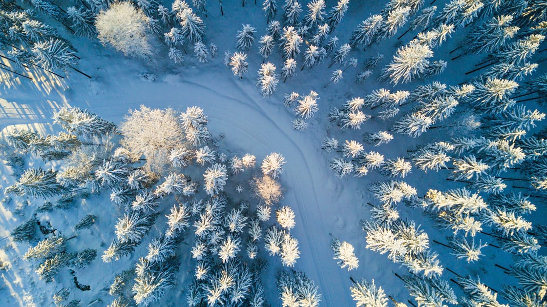 Wintery Forest
