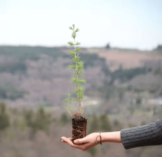 Holding a tree sapling