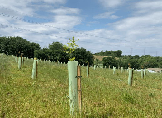 UK reforestation