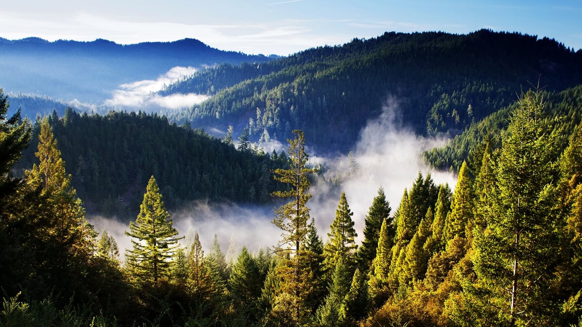 forest-mountains-landscape-mist-wallpaper