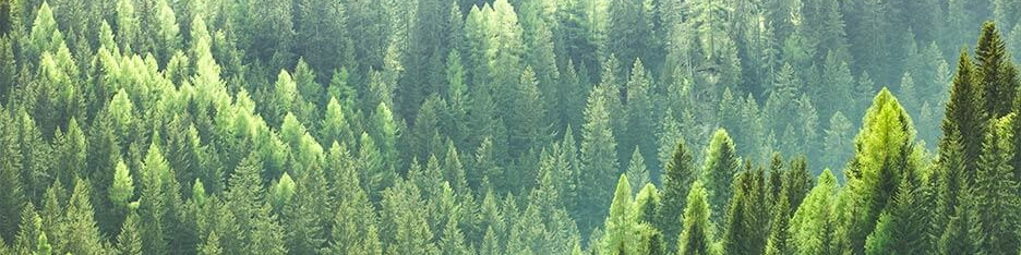print-releaf-forest (1)
