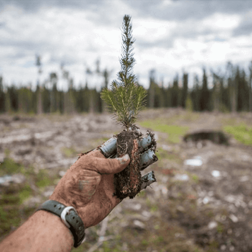 reforestation