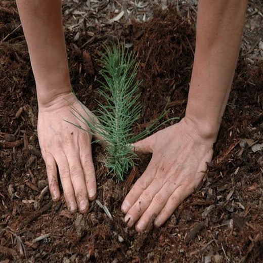 tree-planting