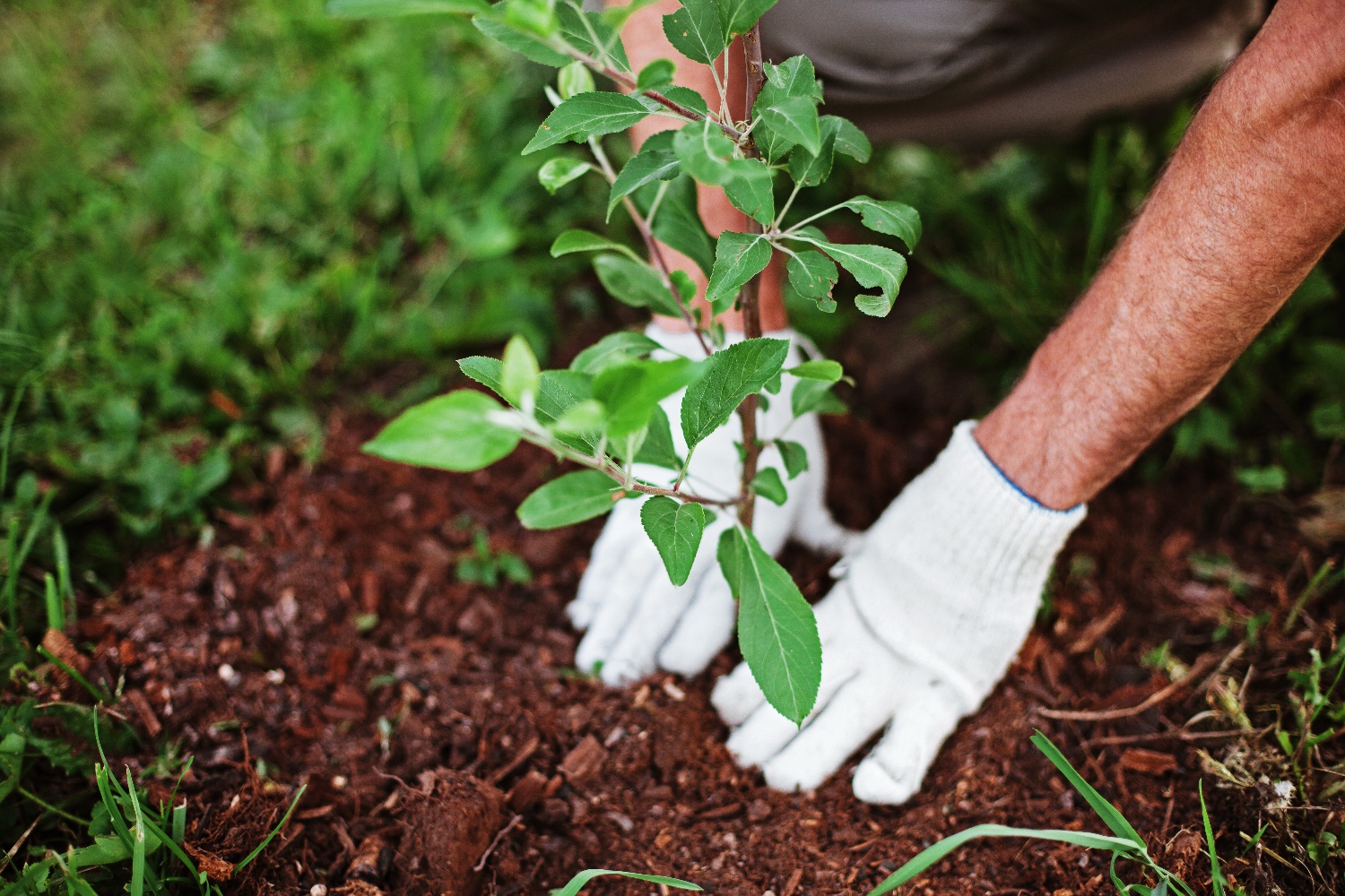 Planting a tree as an environmental offset