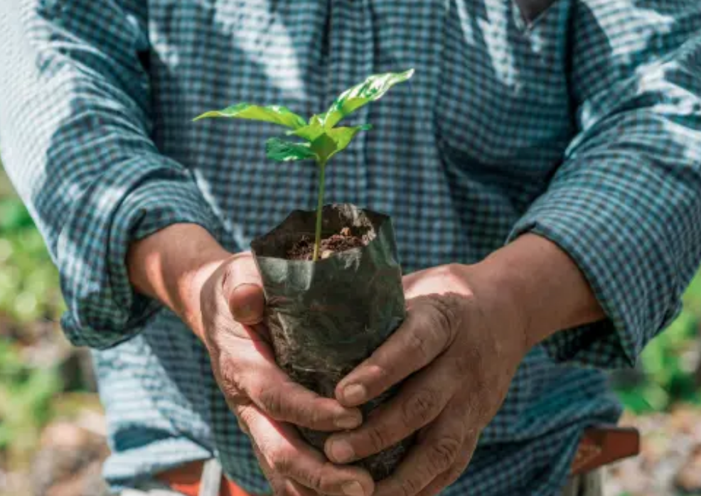 Holding a young tree seedling.